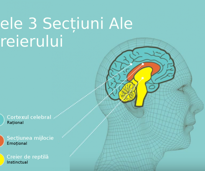 Cele 3 Secțiuni Ale Creierului